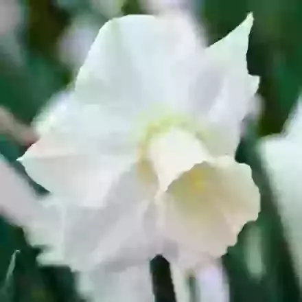 Desdemona